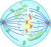 Metaphase Zellteilung